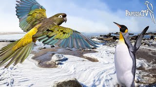 Попугай из страны тюленей и пингвинов