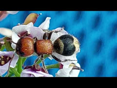 DRAGAN ERAK-MYRMILLA MUTICA,Croatia,Ploče,Dubrovačko Neretvanska.