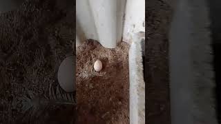 olha que surpresa AGR #shorts