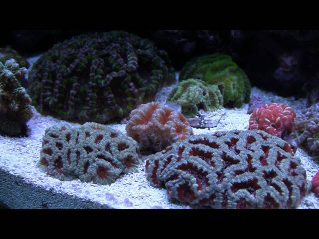 Acan Garden in the 120 Gallon Reef Tank