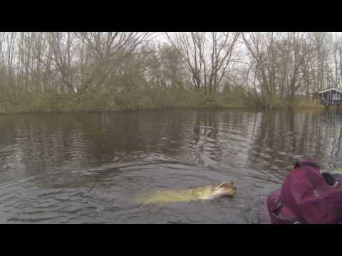 Fluefiskeri efter gedder i fynsk mose