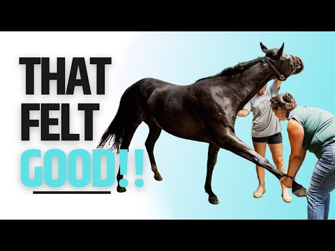 Horse Chiropractor Reveals Secrets!!