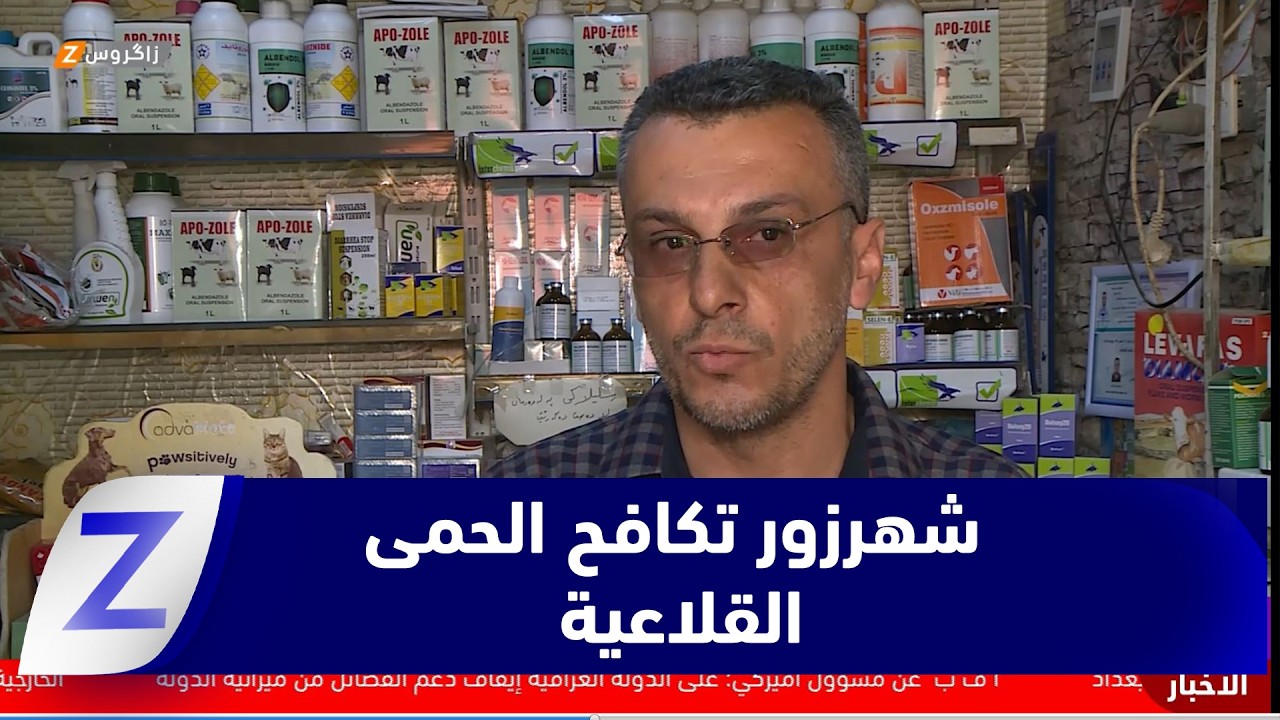 فيديو | الحمى القلاعية بين المواشي.. تراجع ملحوظ وجهود وقائية مستمرة في شهرزور