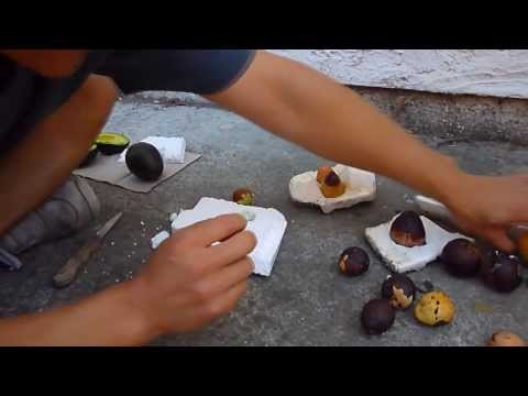 Easy & Lazy Way Growing Avocado From Pits (Seed) Without Toothpicks