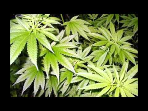 Música para FUMAR MARIHUANA reggae