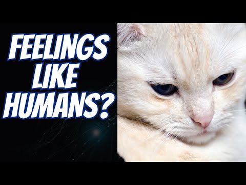 Stop EMOTIONALLY Hurting Your Cat: ⚠️ 5 Mistakes and Solutions 🔴