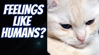 Stop EMOTIONALLY Hurting Your Cat: ⚠️ 5 Mistakes and Solutions 🔴