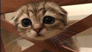 Смешные Коты и Котята 😻 Приколы с котами и кошками 😻 Милахи коты