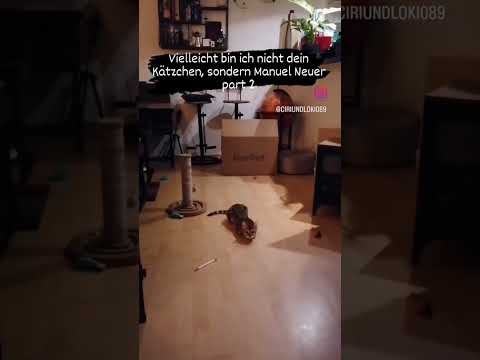 Ciri oder Manuel N. part2 #ciri #bengals #catvideos #manuelneuer #cat #crazycat #catsofinstagram