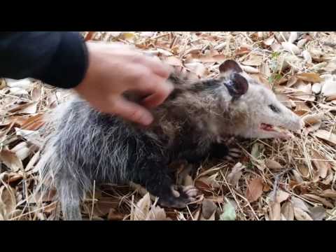 Wild Opossum Playing Dead (Fremont, California)