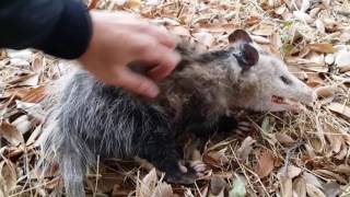 Wild Opossum Playing Dead (Fremont, California)