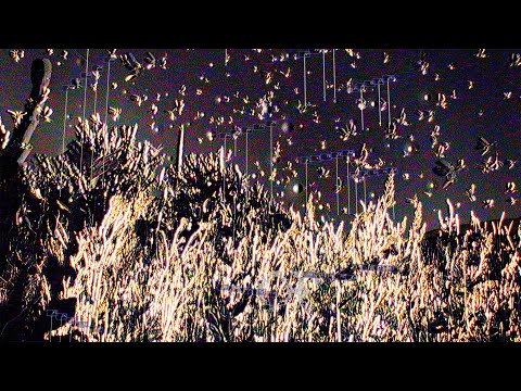 Oneohtrix Point Never and Warp Records