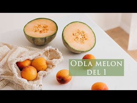 Odla melon, Stellio, F1, från frösådd till omplantering - del 1| Hållbart villaliv