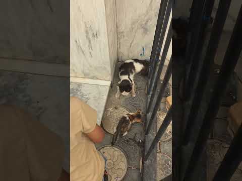 يريد ياخذ اليزونه من امه