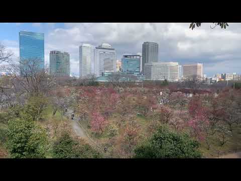 水辺の散策～大阪城梅林の見頃は2月下旬頃まで～