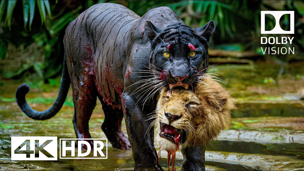BEST 4K HDR 60FPS Dolby Vision (4K Video)