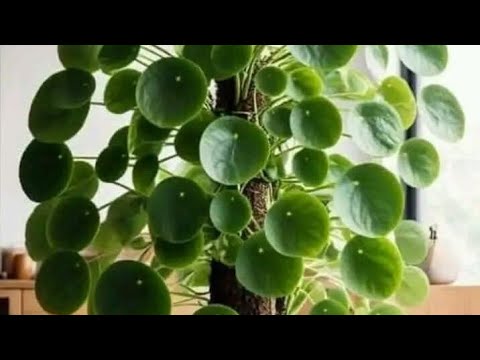 Regaib ASU TV DVD PAL DVD 12 06 2010 14 09 05