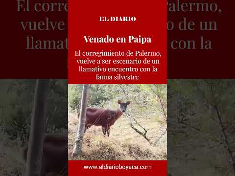 Venado soche fue avistado y grabado en zona rural de Paipa