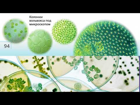 Учебник вслух - "Тип Саркожгутиконосцы", Биология 7 класс, Сивоглазов