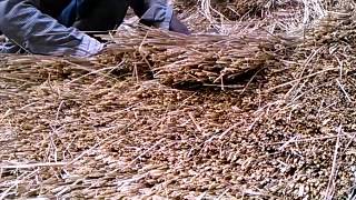 preview picture of video 'Construction of Thatch Roof in India'