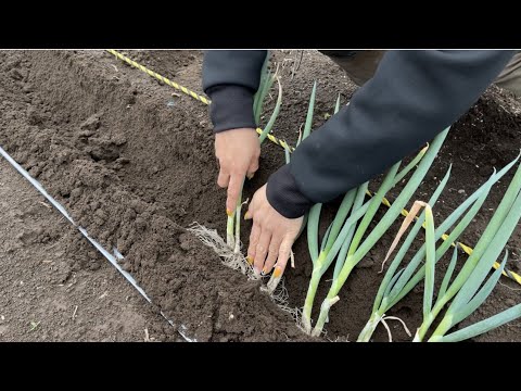 , title : 'ネギ栽培【植え方】家庭菜園でも簡単にできる植え方講座　21/3/23'