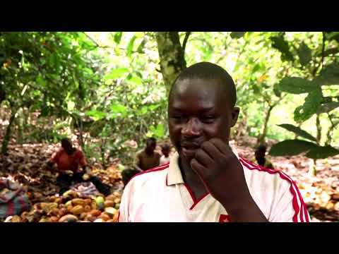 As people eat less chocolate, cocoa beans pile up