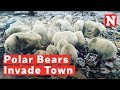 Polar Bears Invade Russian Arctic Town