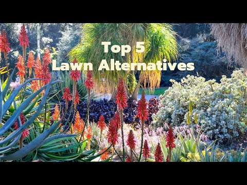 Top 5 Lawn Alternatives