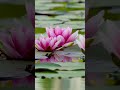 Wake Up With The Fresh Morning Relaxing Whatsappstatusvideo Viral Whatsapp Peace Tamil Woman