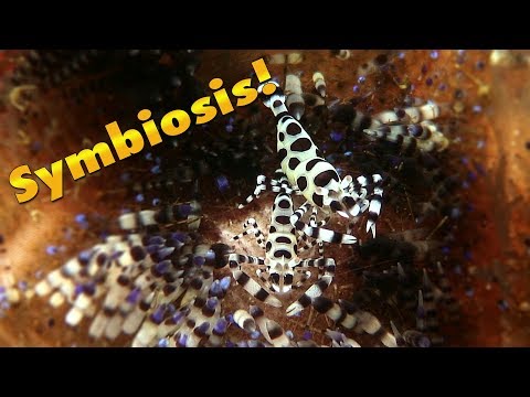 Symbiosis In The Sea | JONATHAN BIRD'S BLUE WORLD