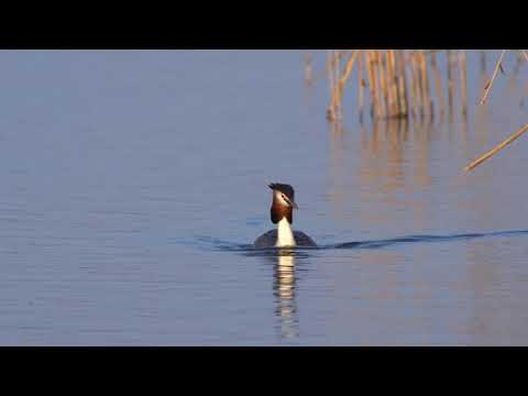 In den Innauen bei Hagenau und Kirchdorf am Inn