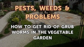How to Get Rid of Grub Worms in the Vegetable Garden
