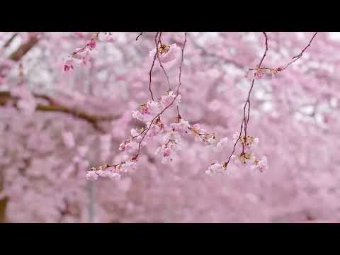 ÂM NHẠC PHỤC HỒI HỆ THẦN KINH 🌿 Nhạc nhẹ nhàng, xoa dịu hệ thần kinh và dễ chịu