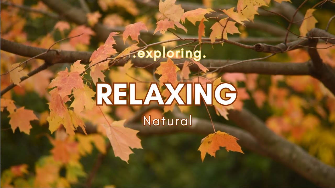 【Relaxing/Sleep/Soothing】Swaying Leaves_15ms Comforting Rest Peace Calming Serene舒適 失眠 寧靜 紓壓 悠閒 睡眠