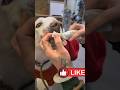 TAPE WORM INSIDE HIS NOSE 🫨 Shorts Noanimalsharmed Dog Worm Nose Congestion Credittoowner
