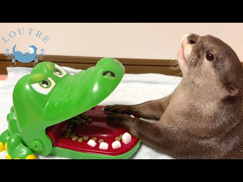Otter's Reaction Bitten On The Hand By A Crocodile