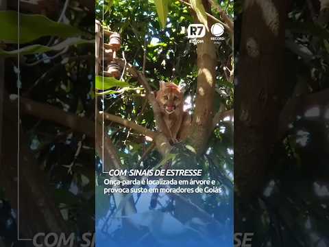 Olha quem voltou ... foi no novo Gama GO