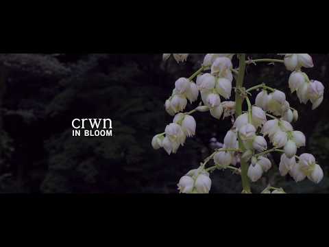 crwn - In Bloom