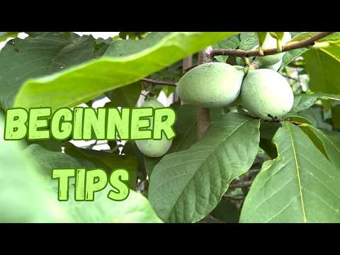 You're Doing It All Wrong... How To Grow Pawpaws Right
