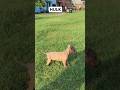 PITBULL Youtubeshorts Dog Ytshorts Hulk Pitbull Shorts Short Ytshorts Training Power