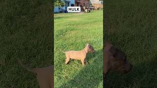 PITBULL #youtubeshorts  #dog #ytshorts #hulk #pitbull #shorts #short #ytshorts #training #power