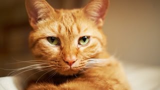 Реляционное деление в SQL (часть 2)