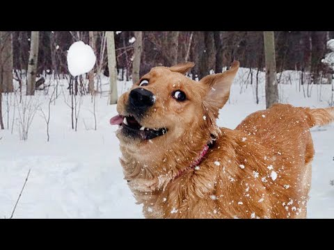 Dogs Reacting to First Snow Funniest Dog Reaction