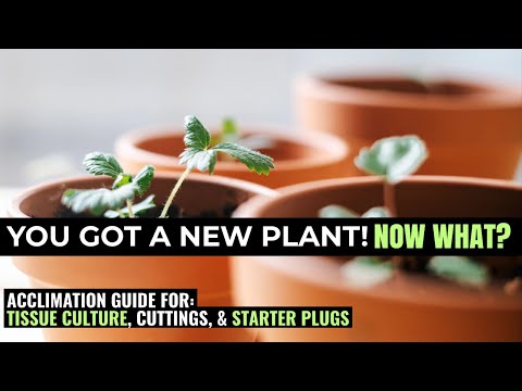 How to Acclimate New Plants: Avoid These Common Mistakes! 🌱