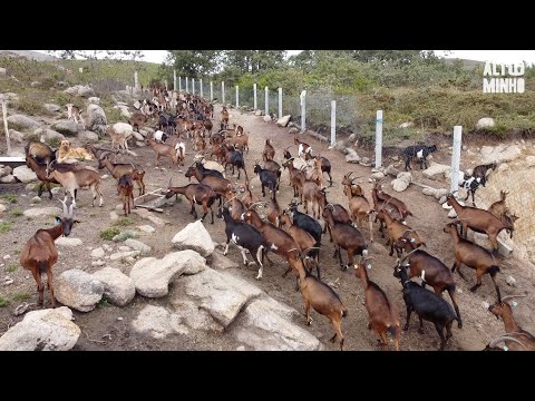 , title : 'Dois pastores cuidam de mais de 200 cabras na Bouça dos Homens | Altominho TV'