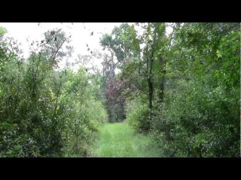 Old Bellamy Road Hike