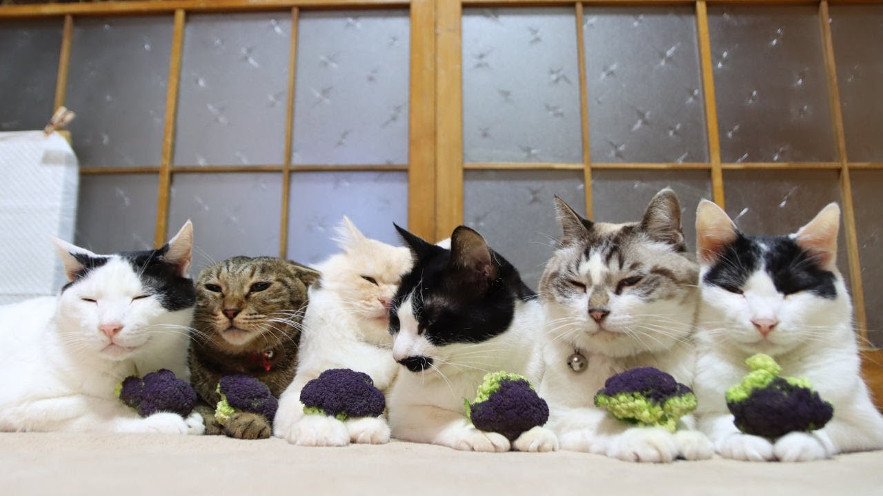 【動画】紫カリフラワーって何？お花みたいにキレイな野菜、そして猫…のサムネイル画像