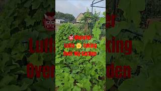 Monster Loofah/Luffa Plant is Taking Over My Garden!!!! #shorts #luffa #loofah