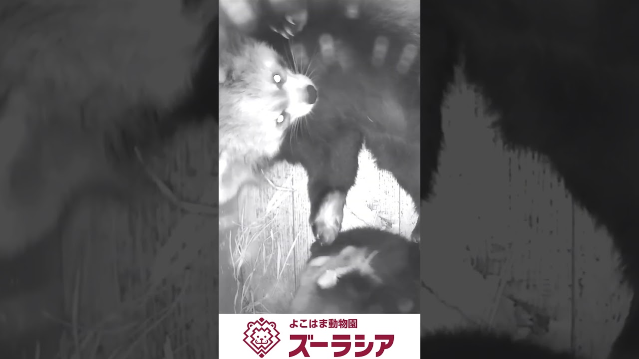 【ズーラシア公式】レッサーパンダの赤ちゃん(自然哺育個体) 9月29日(96日齢)～10月3日(100日齢)の様子　#shorts