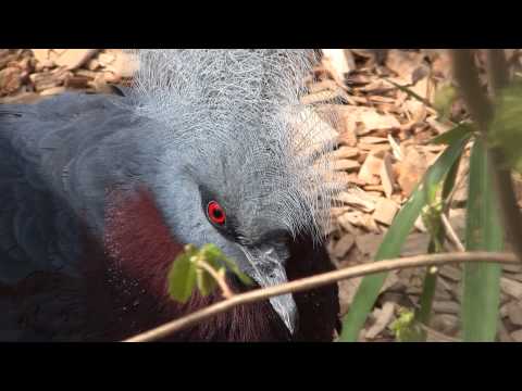 Southern crowned pigeon Goura scheepmakeri zoo